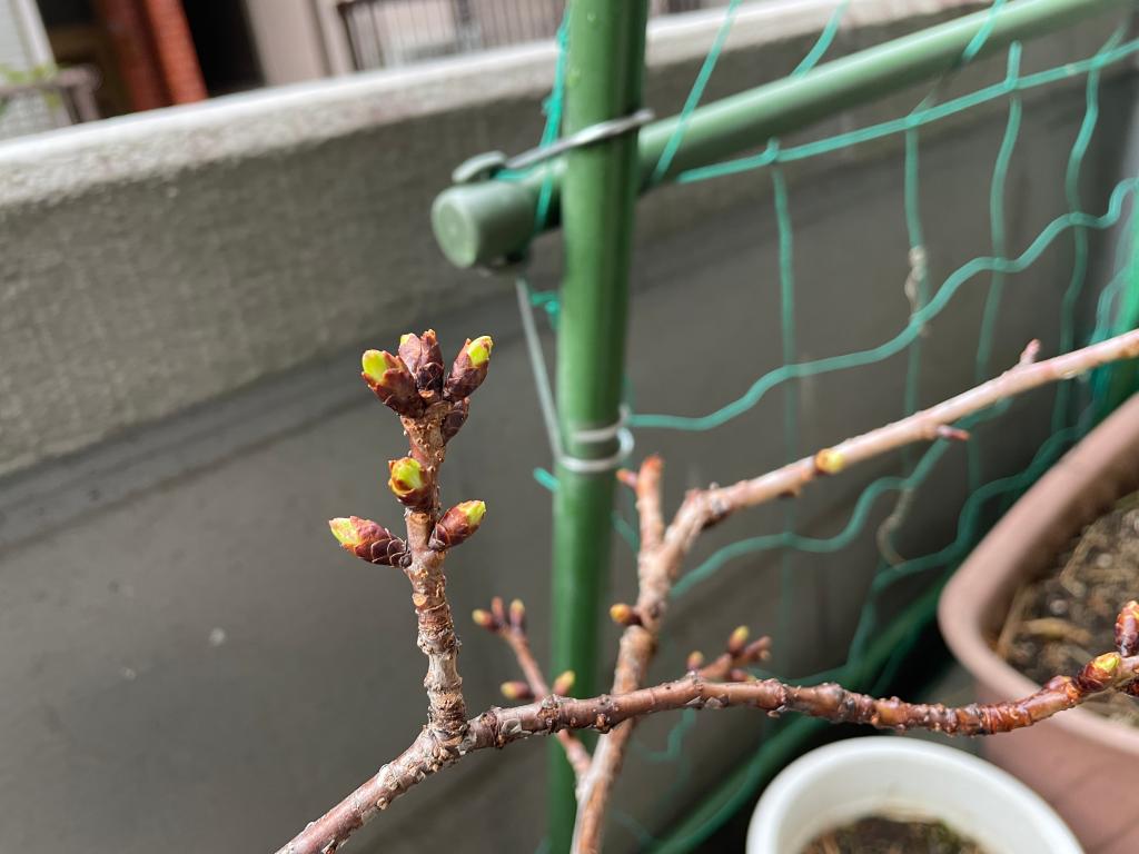 まもなく開花🌸