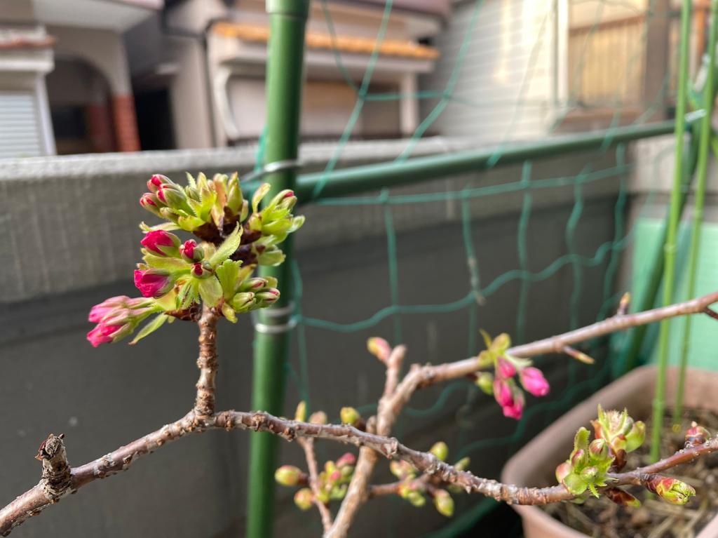 まもなく開花🌸