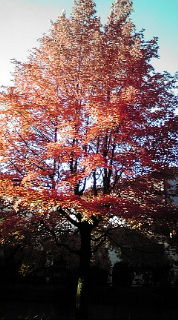 PEUGEOT千里 近くの紅葉スポット