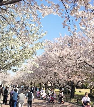 お花見