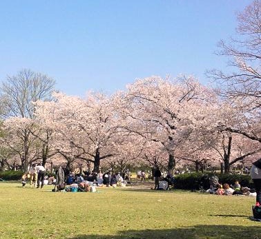 お花見