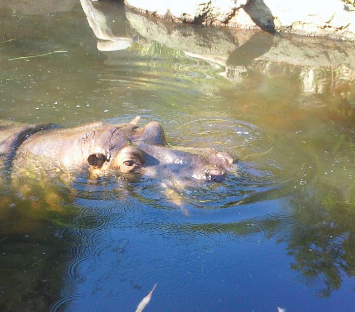 動物園