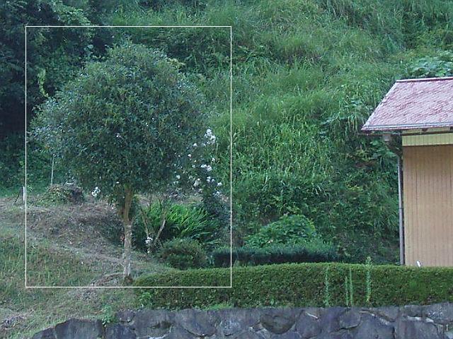 キンモクセイ
