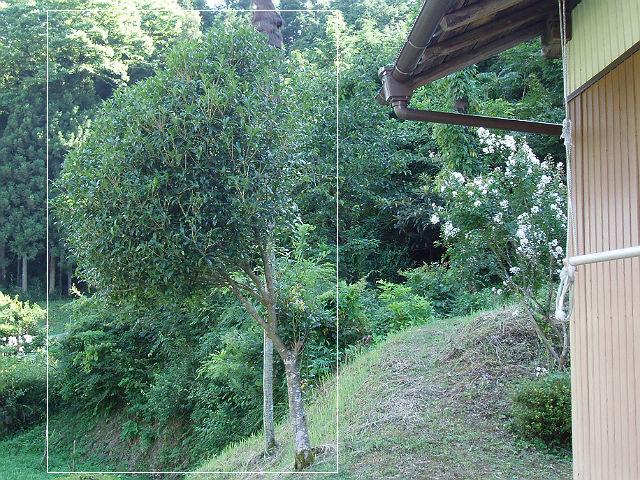 キンモクセイ