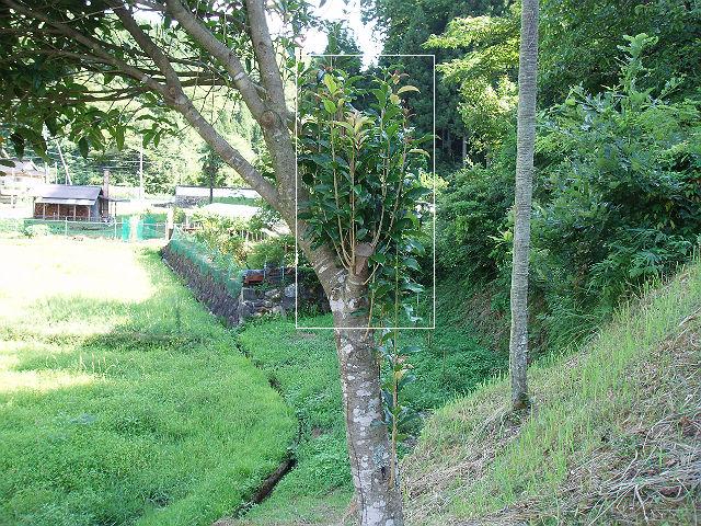 キンモクセイ