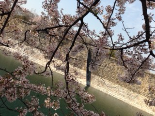 今年はひどい・・・