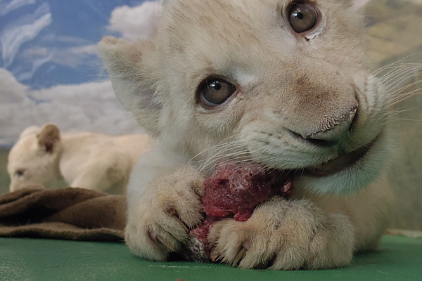 タイヤとホイールの交換おすすめです