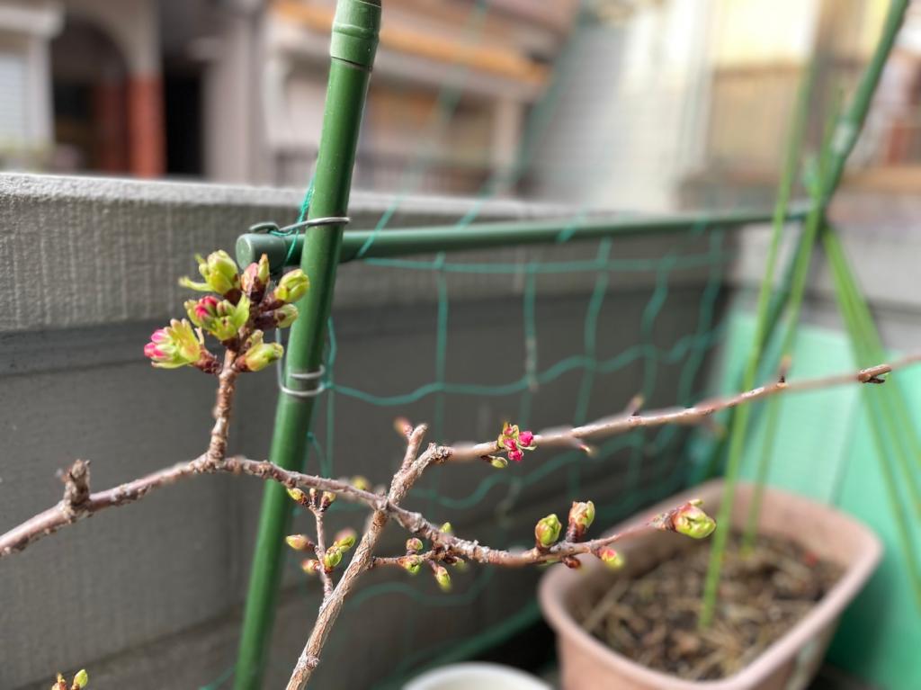 まもなく開花🌸