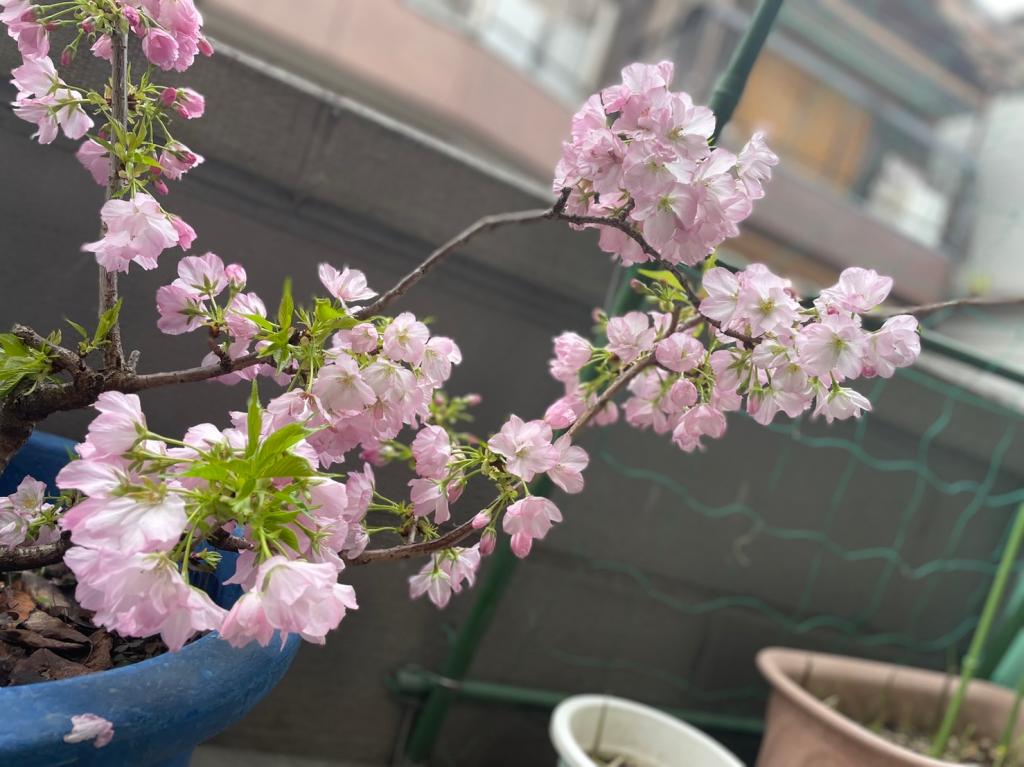 今年も満開となりました🌸