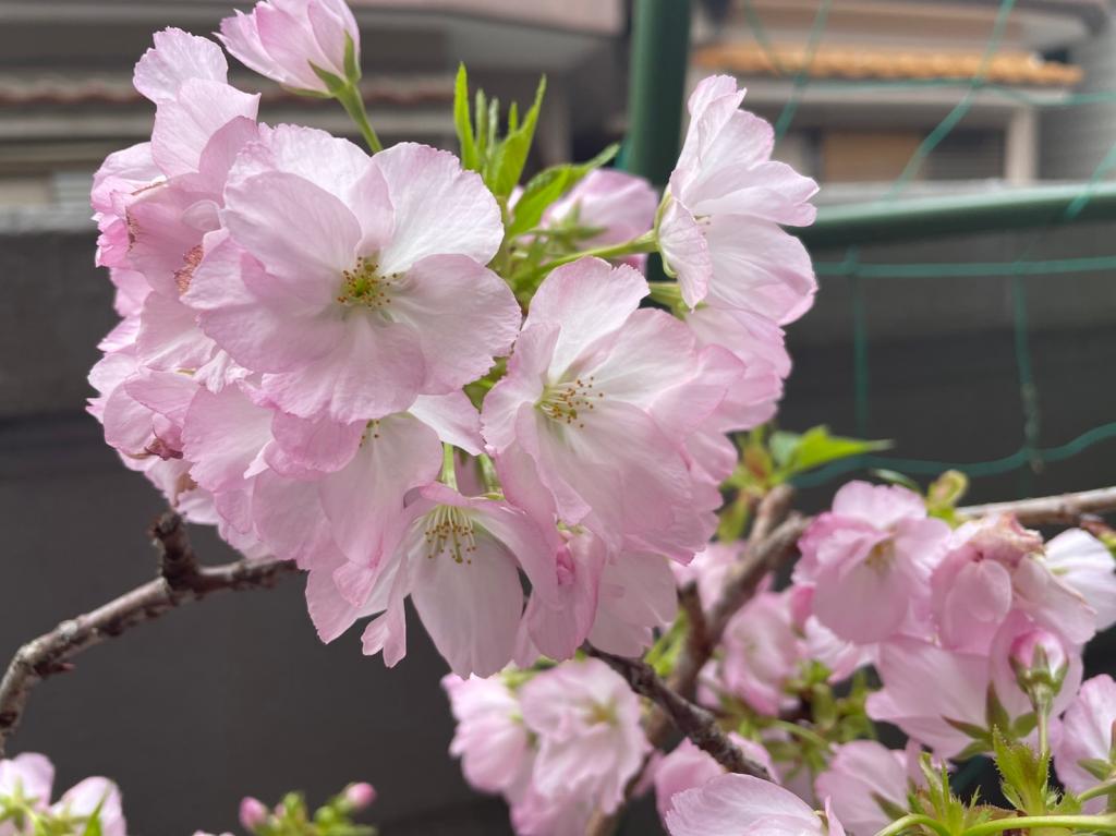 今年も満開となりました🌸