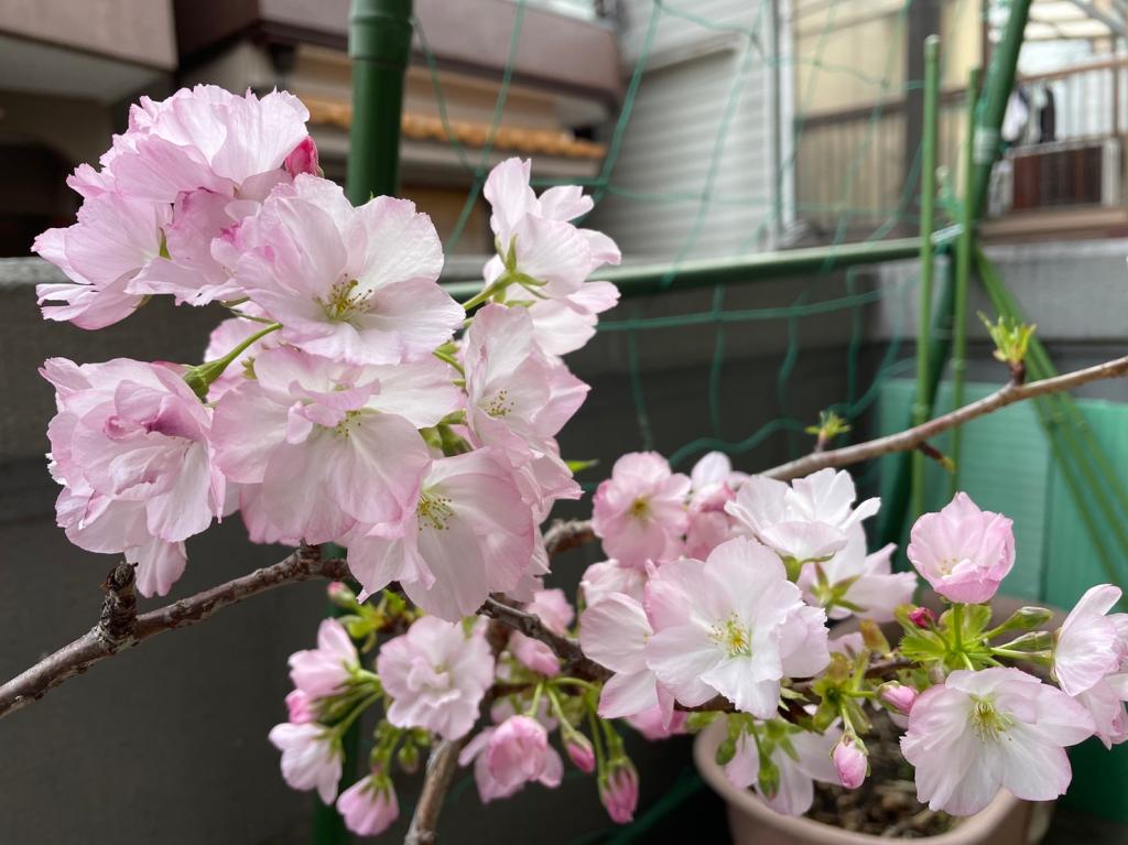 今年も満開となりました🌸