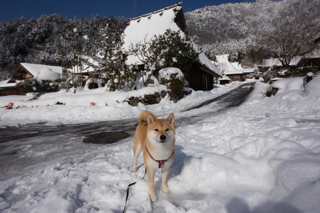 雪の美山 かやぶきの里～Ｗ様よりご提供～